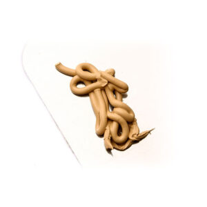 Touch Up Foundation - Image 4